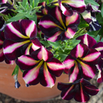 Petunia Prettytoonia Black Cherry Stripes